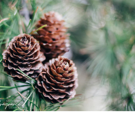 roasted pine cone