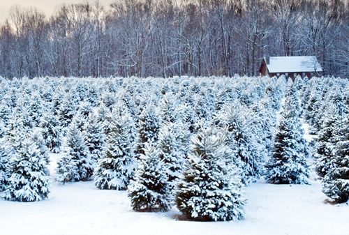 christmas tree farm - Wylie Candle Co.