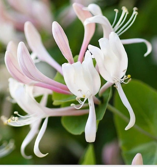 honeysuckle jasmine